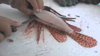 Filleting a Lionfish [upl. by Trixie]