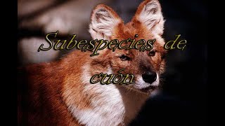 Subespecies de cuón [upl. by Sanders203]