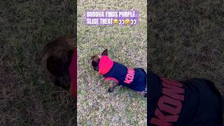 BUDDHA FINDS PURPLE SLIDE TREAT🤣👀😂frenchbull kingrabeats frenchie bulldog petvideos [upl. by Anilos]