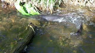 NZ longfinned eel [upl. by Jenelle]