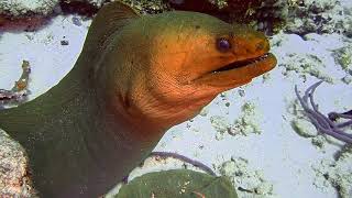 Cozumel  Crab Eel Big Burrfish amp Little Things [upl. by Anile26]