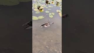 A surprising scene unfolded at an Arkansas golf gianttortoise nature lakes natureisbrutal [upl. by Yelik]