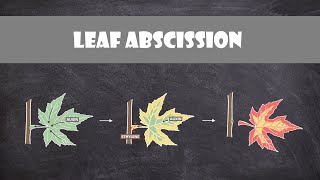 Leaf Abscission  Plant Biology [upl. by Egas]