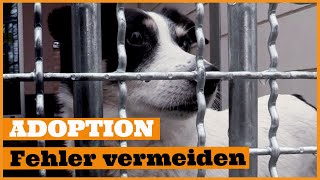 Hund aus dem Tierheim zieht ein I 4 häufige Fehler vermeiden I Der richtige Start ins neue Leben [upl. by Alleram20]