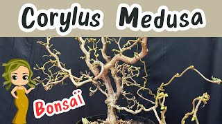 BONSAÏ Style BURTON 🌳 Avec le Corylus Medusa  Le Noisetier Nain [upl. by Maye]