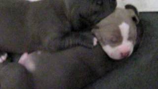 Blue nose pit bull puppies 4 sale [upl. by Anelra]