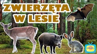 Leśne zwierzęta  Nauka zwierząt dla dzieci po polsku  Odgłosy zwierząt [upl. by Kcinimod]