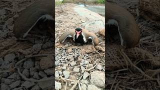 sandpiper  nest lapwing [upl. by Zul361]