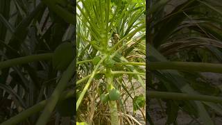 Young papaya plant bearing fruits growing papaya garden answer growing food homestead tour [upl. by Enywtna]