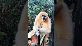 How to golden gibbons vairalvideo shots [upl. by Faustina]