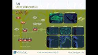 The Study of Akt  Section 3 of 3mp4 [upl. by Nevsa702]