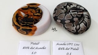 Nouveau couple Python regius Axanthic Het piebal  Piebald Het axanthic [upl. by Acisey]