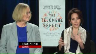 The Telomere Effect [upl. by Alleris]