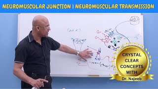 Neuromuscular Junction  Neuromuscular Transmission  Neuroanatomy🧠 [upl. by Nimajeb]