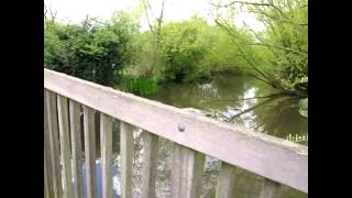 RIVER COLNE  great looking fishing venue seen by Anglers Mail magazine [upl. by Attenev]