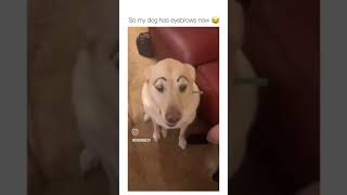 🐕🤣 youtubeshorts funny follow funnyanimal pets funnycat cat [upl. by Maurilia432]