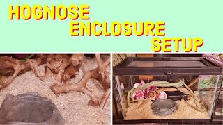 Western Hognose Snake Enclosure Setting Up for Success [upl. by Julina]