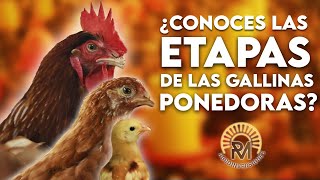 Cuales son las ETAPAS de las GALLINAS PONEDORAS [upl. by Adis]