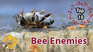 Top 10 Bee Enemies part 2 [upl. by Ennaitak]