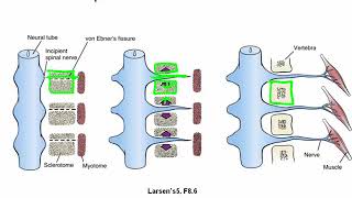 Development of the Somites and Neural Tube [upl. by Kcirted]