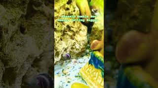 Assassin Snails True Nightrider snails assassin bumblebee freshwaterfish viralvideo trending [upl. by Martinez]