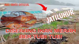 MANCING TEGAL LAJA DISERANG IKAN MERAH BERTUBI BERTUBI‼️ 11 JUNI 2024 [upl. by Nochur699]