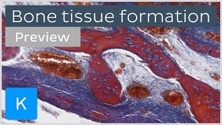 Bone tissue formation ossification and cells preview  Human Histology  Kenhub [upl. by Euqnom]