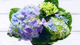 Cómo y cuándo reproducir las hortensias por esquejes  Bricomanía  Jardinatis [upl. by Irbua378]