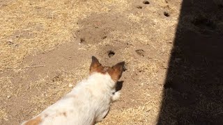 Our Dog Gets Punked by a Gopher  ViralHog [upl. by Ardra907]