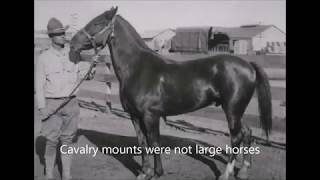 Army Remount Service Types of Horses and Mules [upl. by Devland]