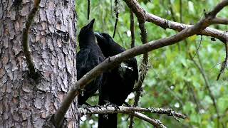 Father Crow Preens Fledgling [upl. by Thomson]