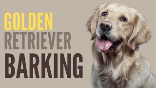 Golden Retriever Barking  If Dogs Could Talk [upl. by Oilejor]