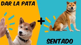 ✅ Cómo Enseñar a TU Perro a Sentarse y Dar la Pata 📌 TRUCO [upl. by Kerby]