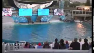 Orcas Attacking Humans  THE Actual Footage of Several Attacks [upl. by Odlanyer]