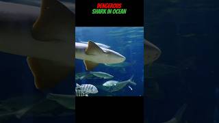 Dengerous shark 🦈 in ocean 🌊shortsfeed shorts viralshort shortvideo [upl. by Josie]