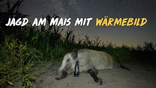 Nachtschicht Jagd am Mais mit Wärmebildgerät [upl. by Yecart525]