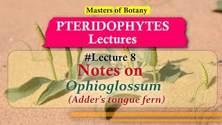 Lecture 8  Ophioglossum Adders Tongue Fern Life Cycle  Pteridophyta Lecture Notes [upl. by Eintruok]