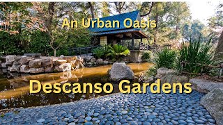 Visit the beautiful Descanso Gardens [upl. by Ativahs]