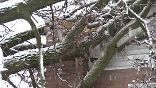 Tree falls on house in Skokie amid snow storm [upl. by Lyman]