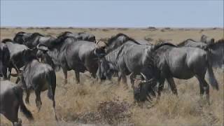 Etosha National Park Namibia 2017  Our Wildlife Highlights in HD documentary [upl. by Tsirhc]