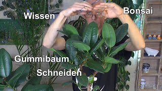 Gummibaum Rückschnitt Schneiden und umtopfen Ficus Elastica klein halten [upl. by Arias]