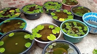 Water Lily Plant At Home  Molly Fish And Aquatic Plant Setup In Plastic Tub waterlilyplant viral [upl. by Anade]