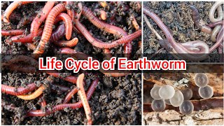 Life Cycle of an Earthworm  An Earthworms Life  Earthworm  Life cycle of Earthworm [upl. by Brader]