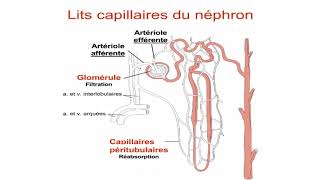 Le néphron et la circulation rénale [upl. by Crudden]