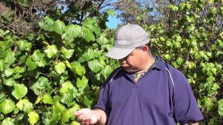 New Zealand Native Plant Kawakawa [upl. by Yleek]