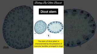 Difference between Monocot and Dicot plant stem section new biology periderm stem upsc viral [upl. by Anawed]