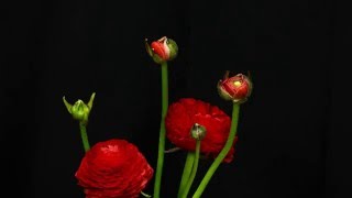 Ranunculus  Time Lapse [upl. by Lordan554]