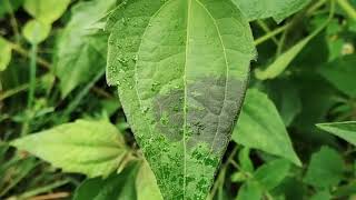 A Fascinating phenomenon in Nature  Heat response of a plant Chromolaena odorata [upl. by Dale512]