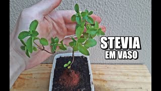 COMO PLANTAR STEVIA EM VASO ADOÇANTE NATURAL [upl. by Cari964]