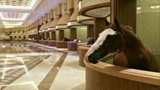 HORSE Stables in DUBAI [upl. by Kizzie]